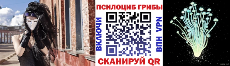 Купить закладки  Пустошка  Галлюциногенные грибы Psilocybe